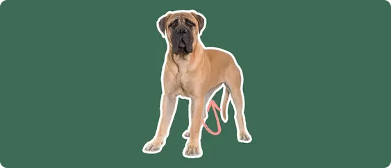 Mastiff with pink arrow drawn to its stomach