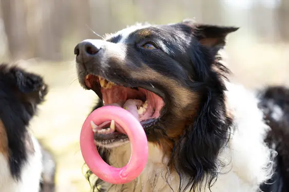 Australian Shepherd dog holding pink ring toy in open mouth on sunny day