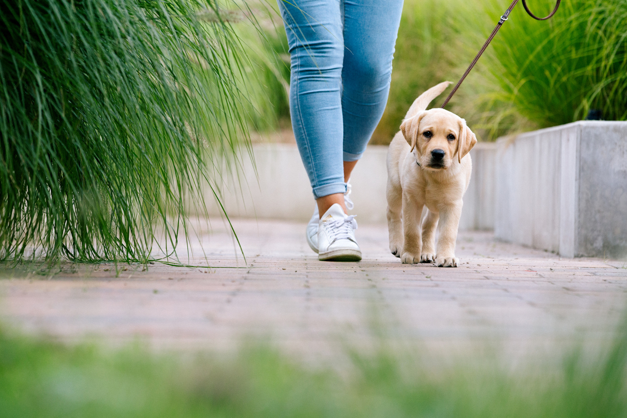 Puppy on lead
