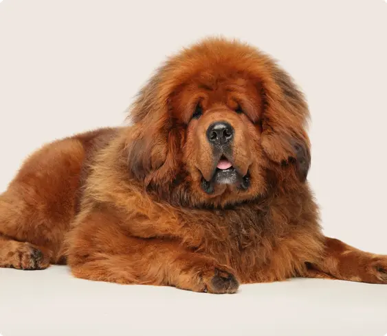 A Tibetan Mastiff laying down on a beige background