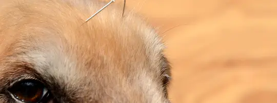 dog acupuncture