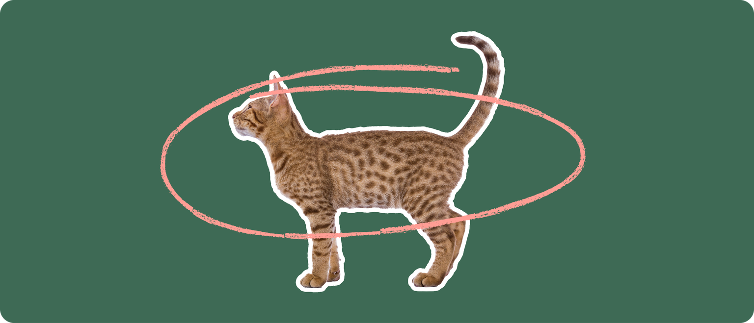 An Ocicat cut out with a white outline, with a pink circle around it's body, on a solid green background