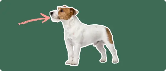 Jack Russell Terrier with a pink arrow drawn to its jaw