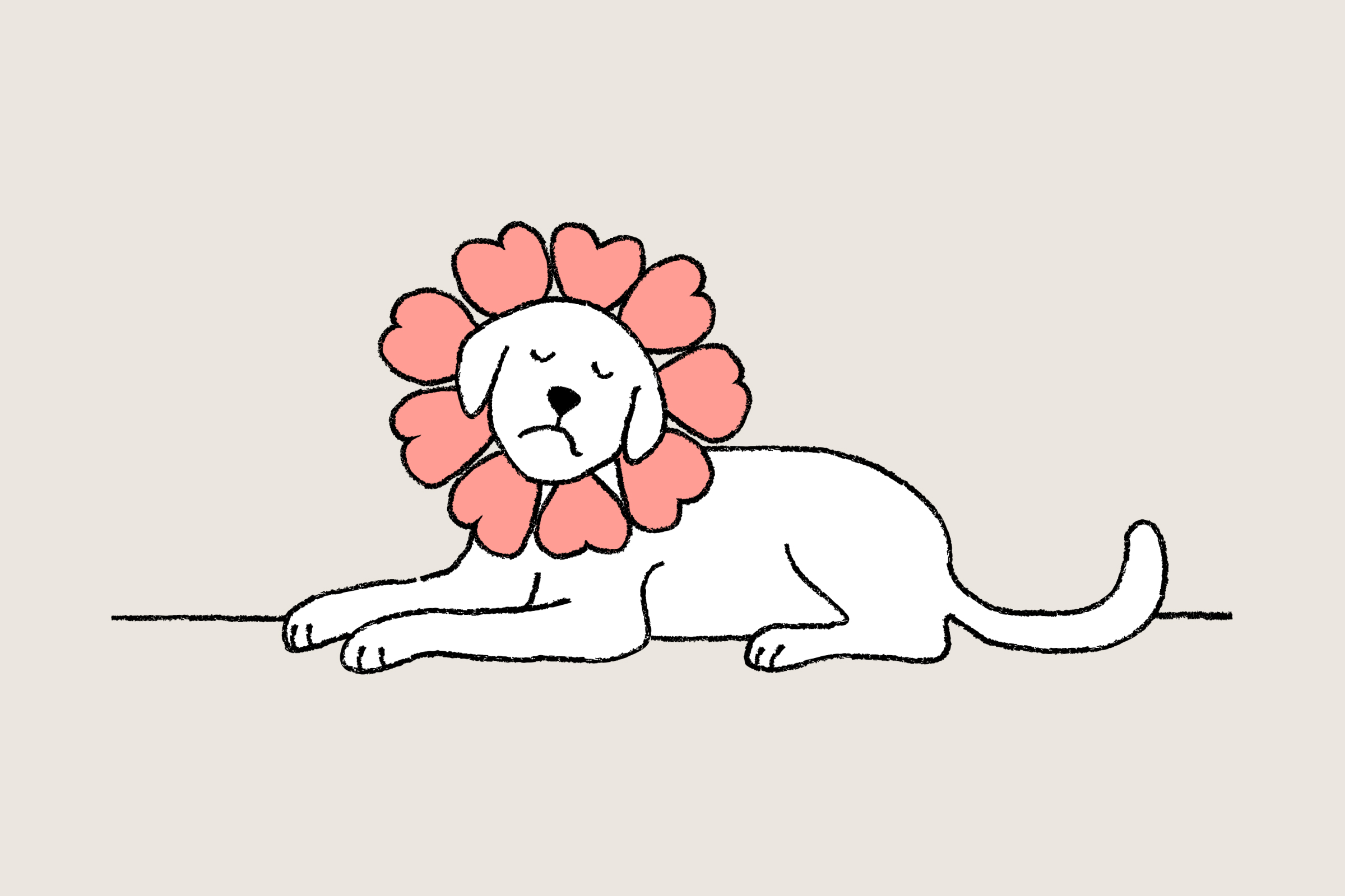 Dog with cone