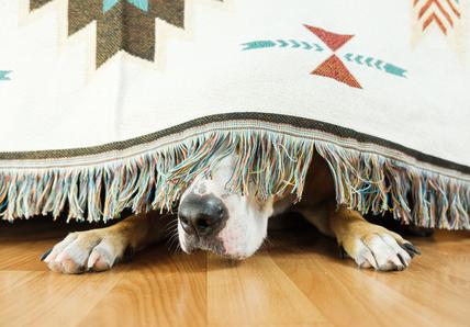 A dog hiding under the bed