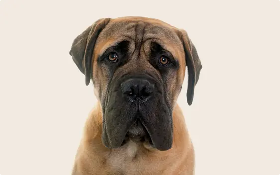 Bullmastiff