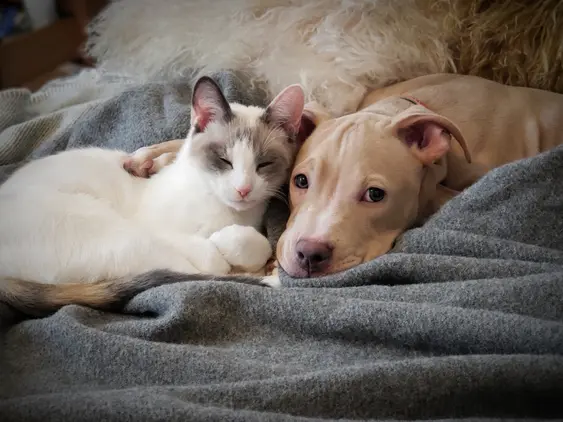 A white-and-grey cat lies near a brown puppy on a blanket