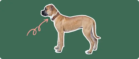 Boxer