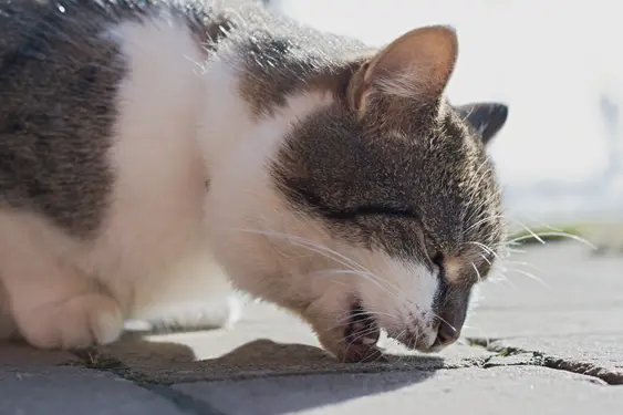 A grey-and-white cat gagging up a hairball, they're outside