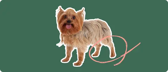 Porkie dog with a pink arrow drawn to its hip