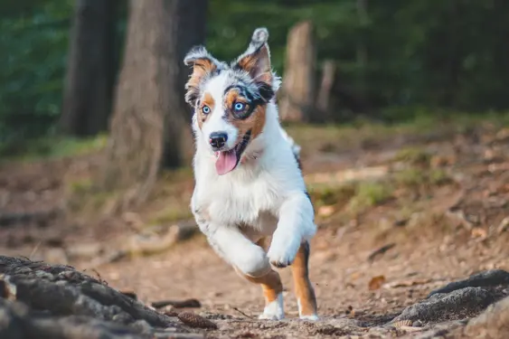 High energy dog breeds