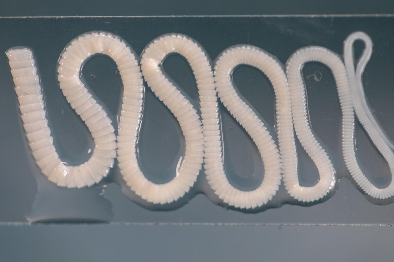 Tapeworm