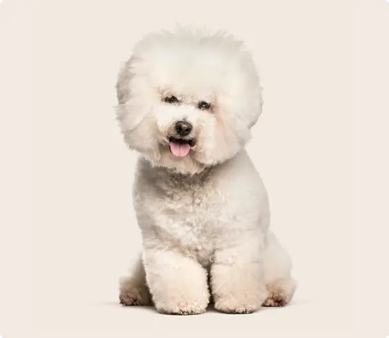 Bichon Frise