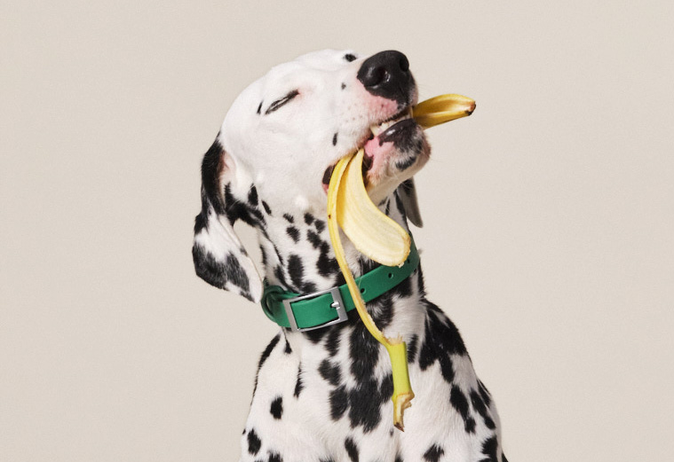 Dog with banana