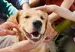 A golden retriever dog being pet by multiple people