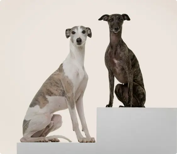 Grey hounds