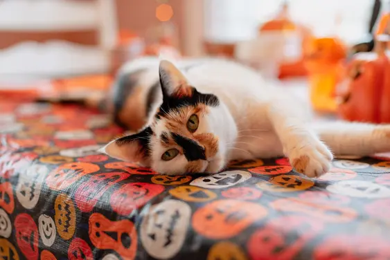 Calico cat laying on a table that has a Halloween topper