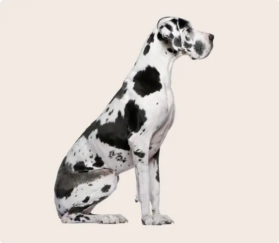 Great Dane