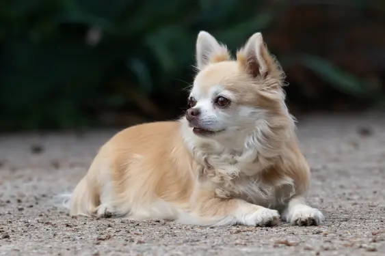 Fawn coloured Chihuahua lying down