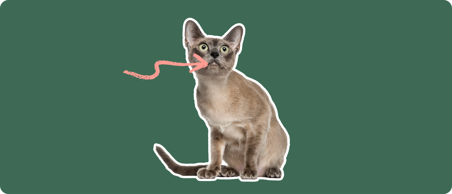 A Tonkinese cat cut out with a white outline, with a pink arrow pointing to it's mouth, on a solid green background