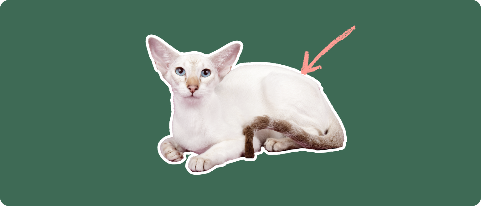 A Colorpoint Shorthair cat, cut out with a white outline, with a pink arrow pointing to it's lower back, on a solid green background