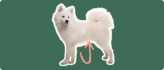 Image of a white Samoyed with a pink arrow drawn to its stomach