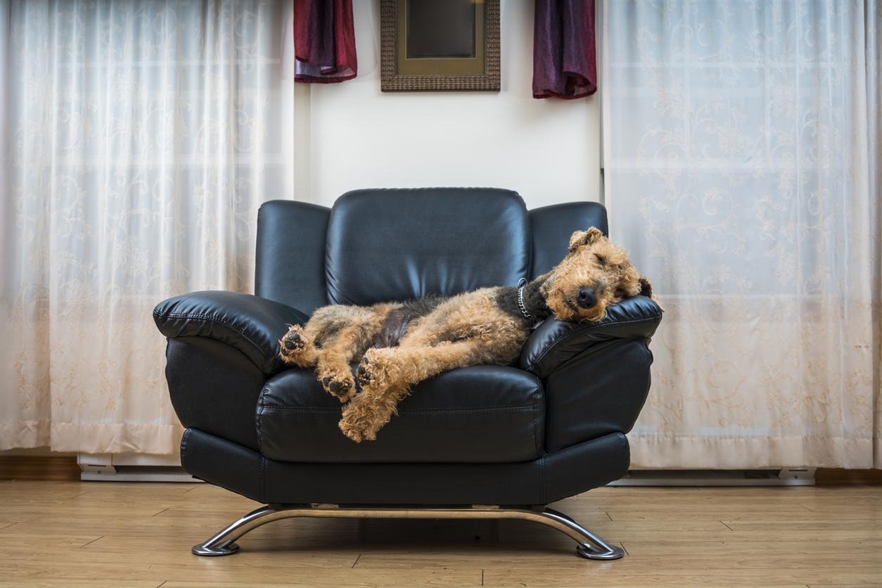 dog on sofa