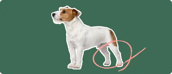 Jack Russell Terrier with a pink circle drawn around its knee