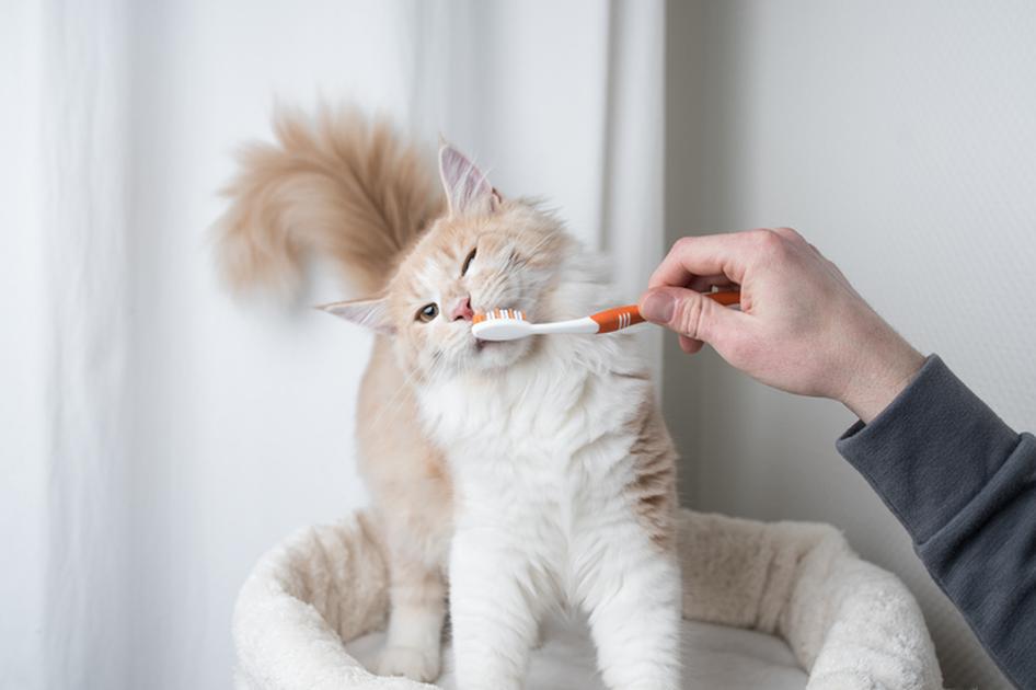 Cat and toothbrush