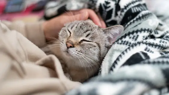 A person pets their cat as they sit in their lap