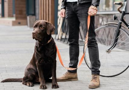 Dog on lease outside