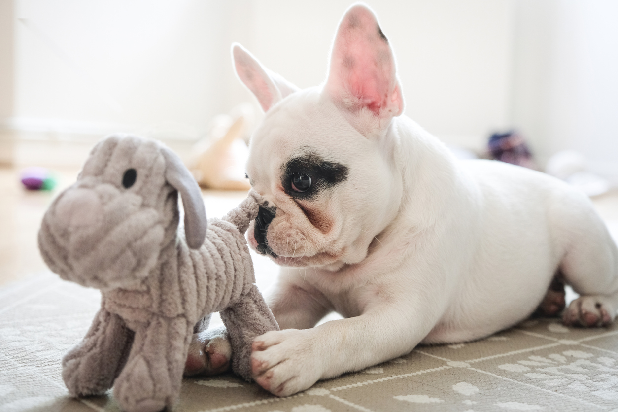 A French Bulldog