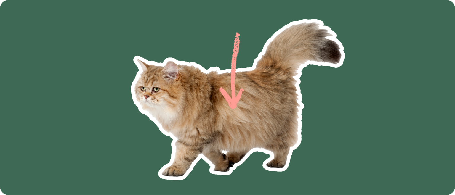 An Exotic Longhair cat cut out with a white outline, with a pink arrow pointing to it's body, on a solid green background