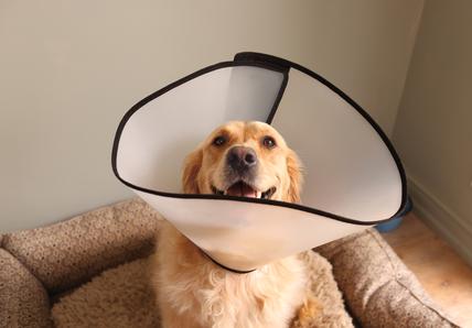 Image of a Golden Retriever with a cone