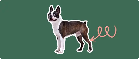Boston Terrier