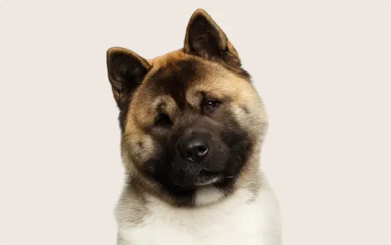 A closeup photo of a brown and white Akita dog on a beige background