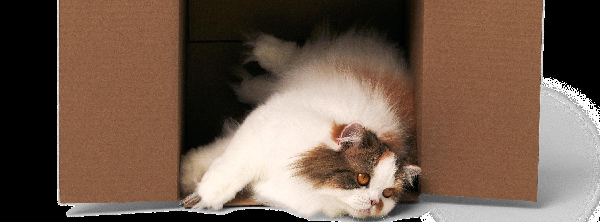Fluffy cat falling out of cardboard box