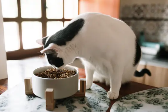 A black and white adult cat eating dry cat food from a white ceramic bowl on top of a table with place mats