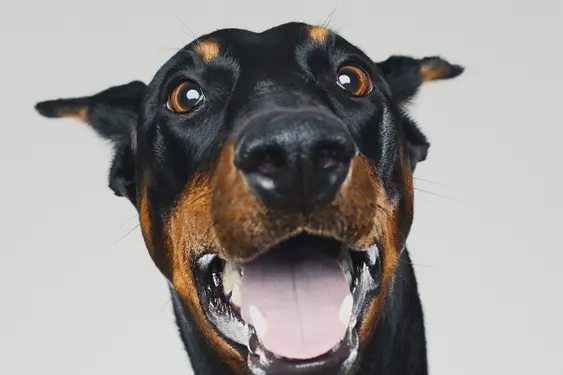 A dog excitedly looking at the camera