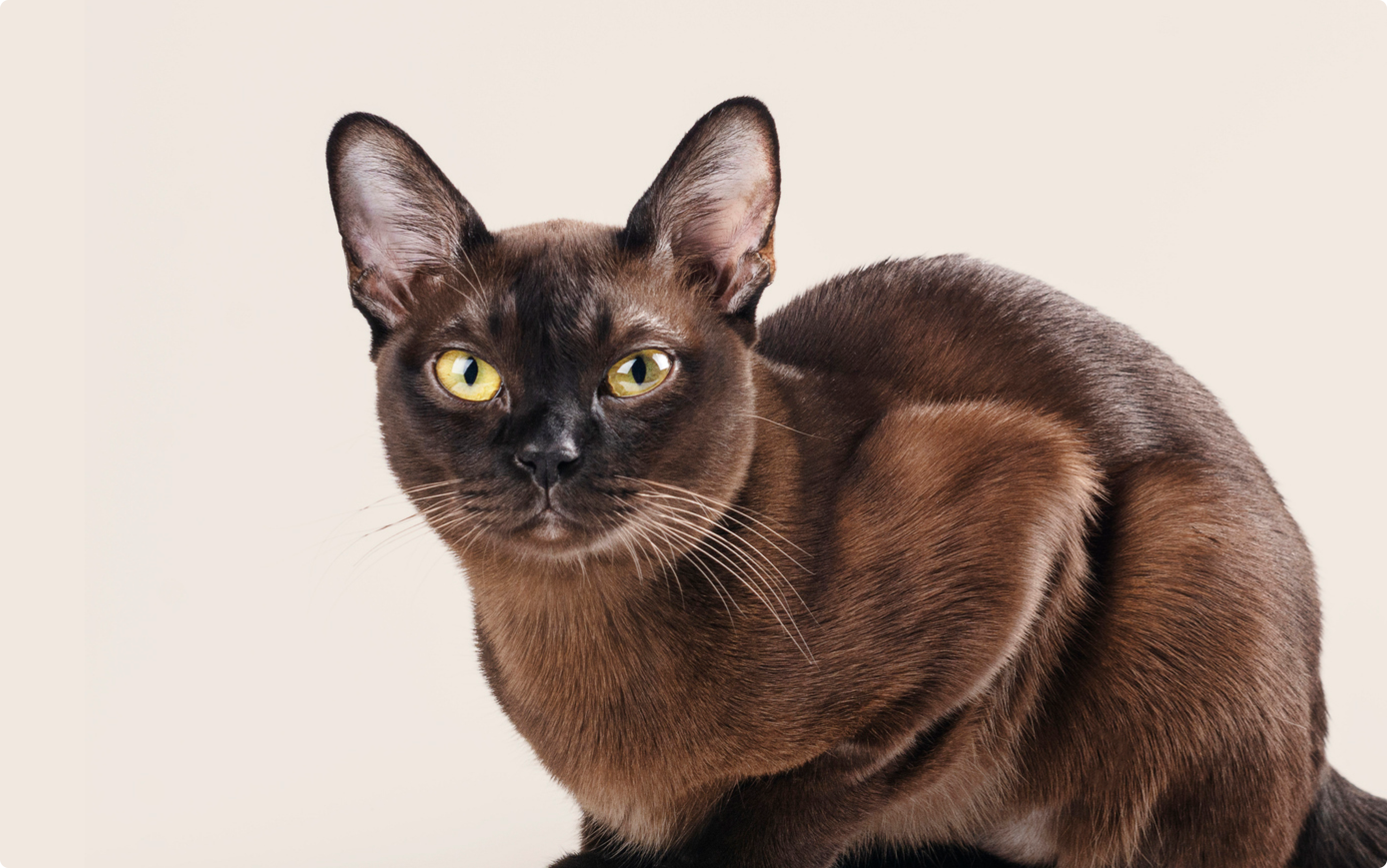 Burmese