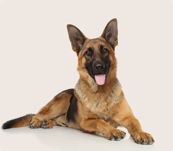 German Shepherd