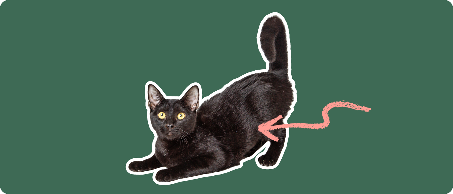 A black Bombay cat cut out with a white outline, with a pink arrow pointing to it's belly, on a solid green background.