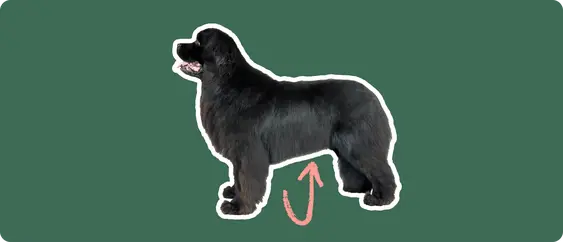 Image of a black Newfoundland dog with a pink circle drawn to its stomach