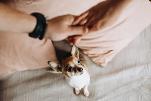 Image of a brown Chihuahua looking at two people holding hands, the dog has a jealous expression