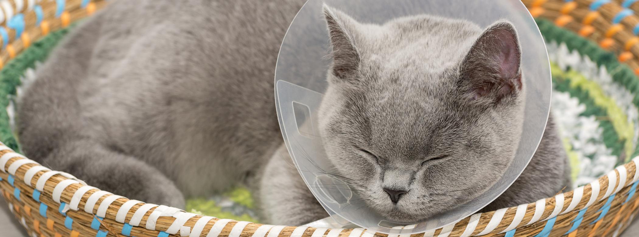 Cat with a cone