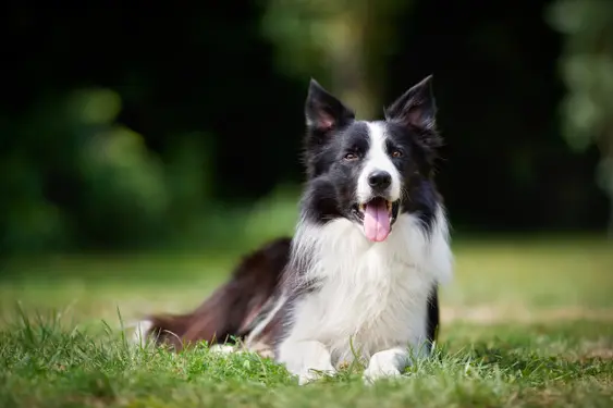Border Collie lying down