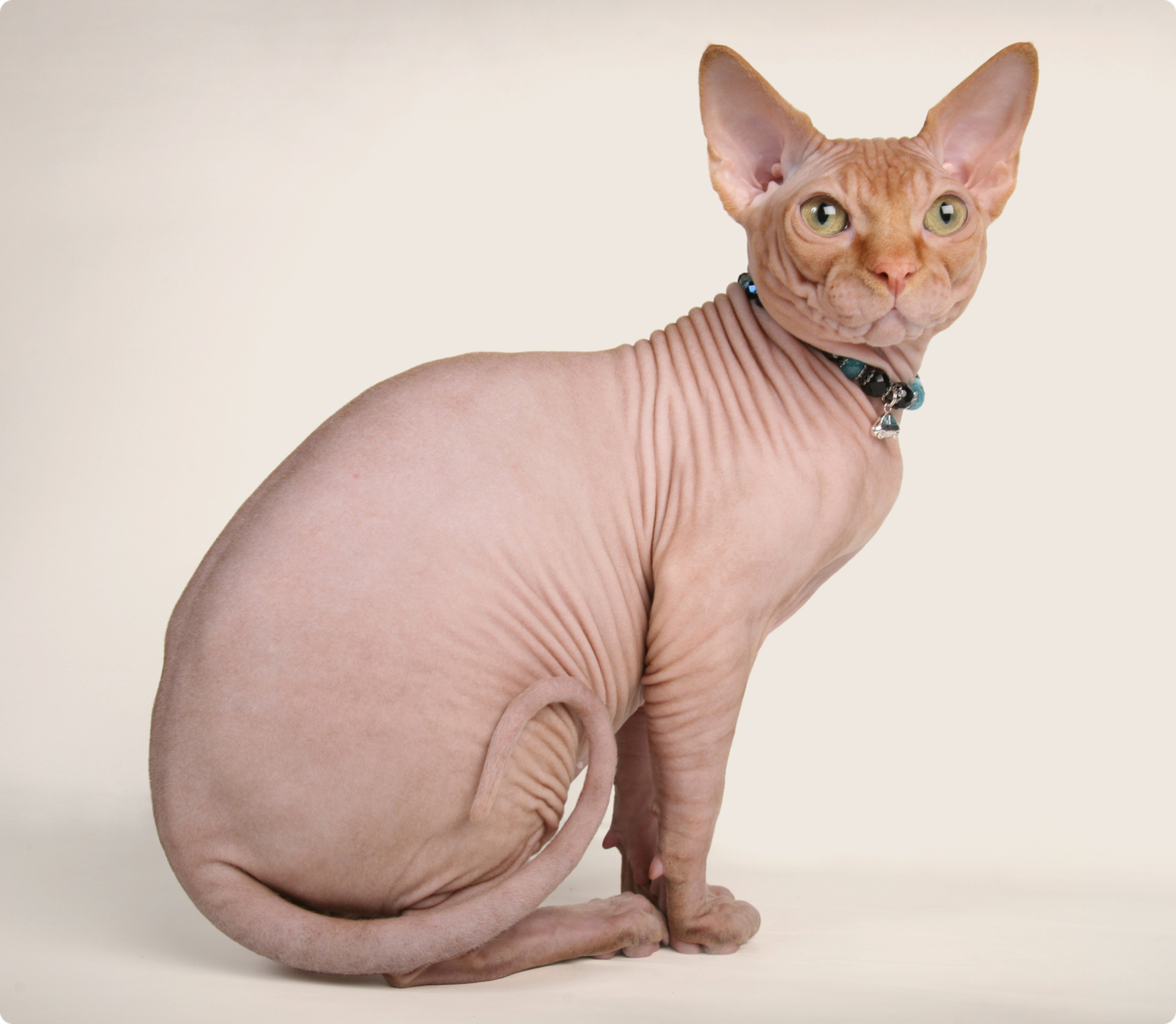 A sphynx cat posing in a cream background