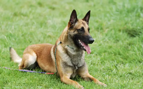 Belgian Malinois lying on the grass