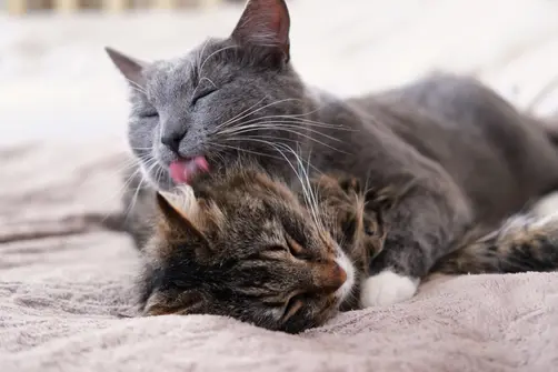 Grey cat allogrooming a brown cat