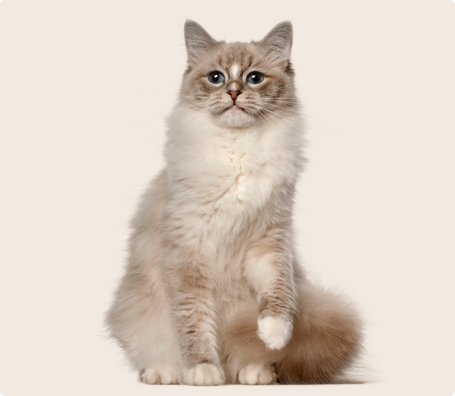 A Ragdoll cat with a creamy beige coat, a white chest, and striking blue eyes is seated upright on a white background, gently lifting one paw off the ground.